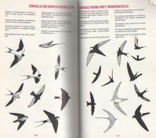 VOELS VAN DIE NASIONALE KRUGERWILDTUIN - KENNETH NEWMAN (1987)