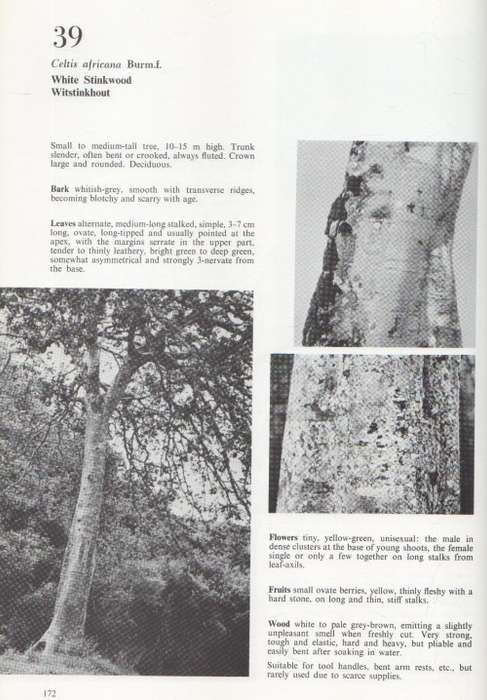 SOUTHERN CAPE FORESTS AND TREES (1974) - F VON BREITENBACH, DEPARTMENT OF FORESTY