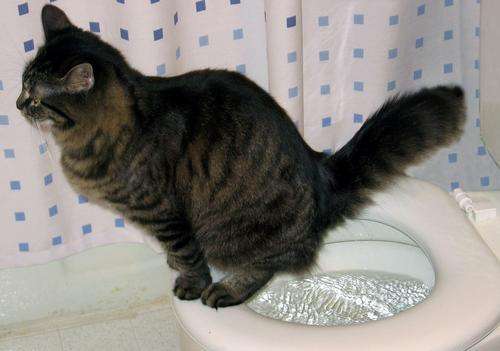 Cat or Kitty Toilet Training Kit, Potty trained in no time...