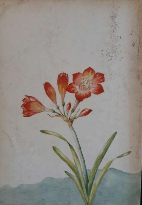 Outeniqua Tsitsikamma and Eastern Little Karoo -Audrey Moriarty