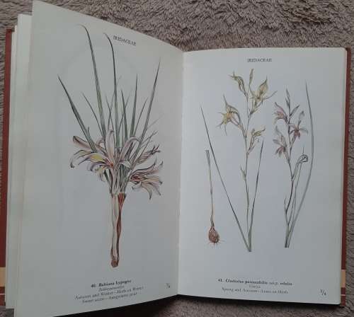 Wild Flowers of the Northern Cape/ Veldblomme van Noord-Kaapland - Author: Jill Adams