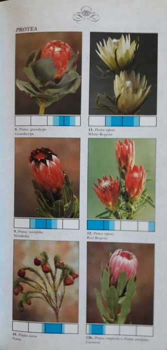 Cape Flora - South Africa