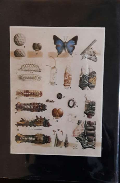 Life Histories of the South African Lycaenid Butterflies -Gowan C Clark and C G C Dickson