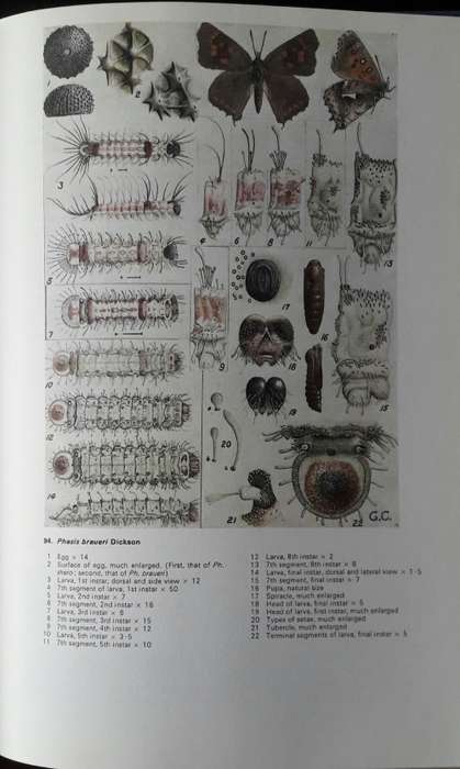 Life Histories of the South African Lycaenid Butterflies -Gowan C Clark and C G C Dickson