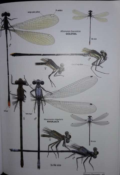 A Fieldguide to the Damselflies of South Africa - Warwick and Michele Tarboton