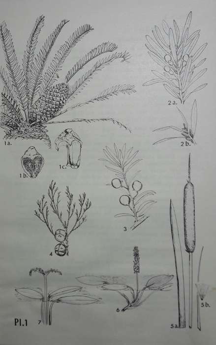 Eastern Cape Veld Flowers - Eily Gledhill