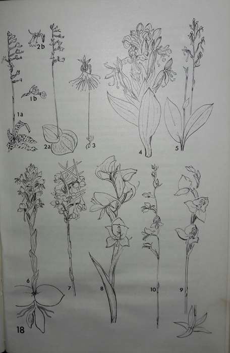 Eastern Cape Veld Flowers - Eily Gledhill