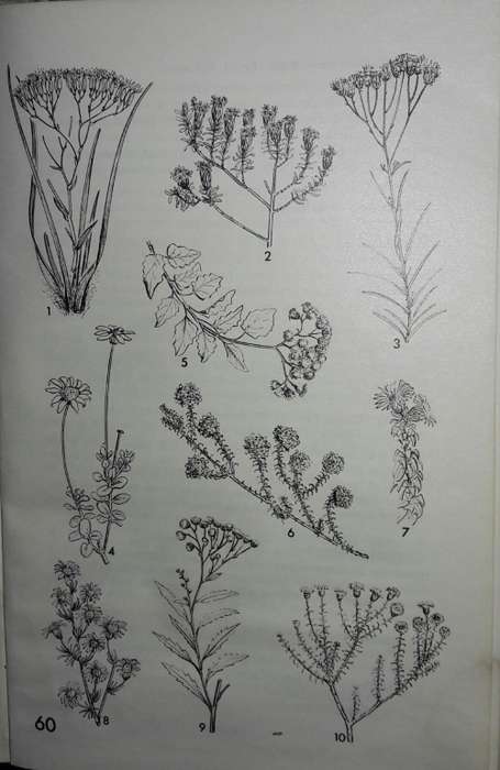 Eastern Cape Veld Flowers - Eily Gledhill