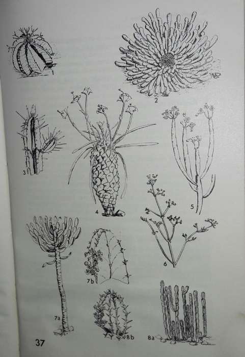 Eastern Cape Veld Flowers - Eily Gledhill