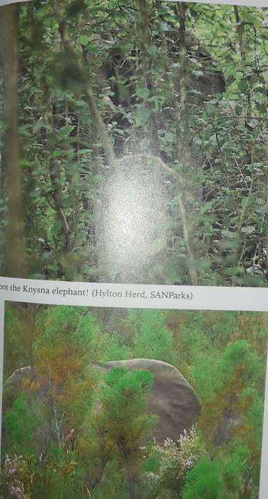 The Secret Elephants - Gareth Patterson