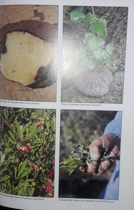 People`s Plants - Ben-Erik van Wyk - Nigel Gericke