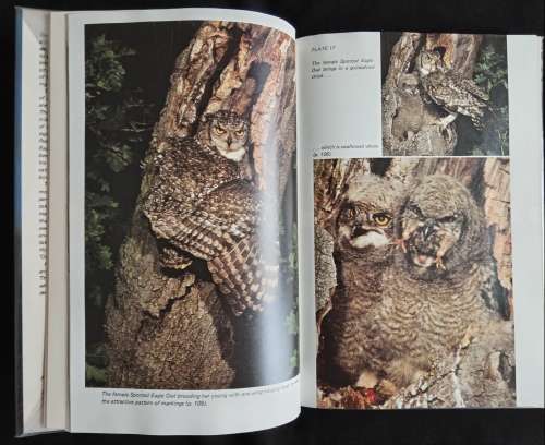 A Delight of Owls by Peter Steyn