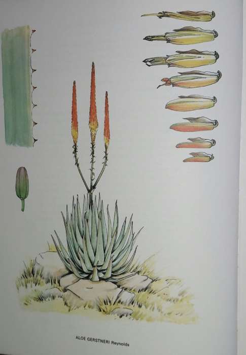 South African Aloes - Barbara Jeppe