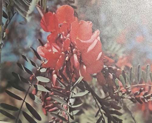 African Trees - Dorothy and Bob Hargreaves