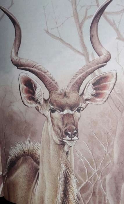 When Lion Could Fly And Other Tales From Africa