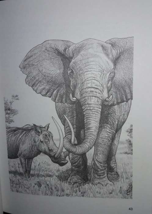 When Lion Could Fly And Other Tales From Africa