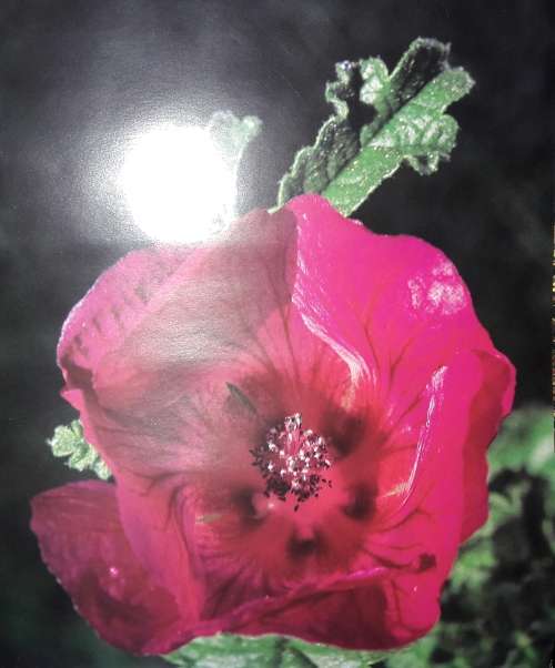Gerhard Dreyer`s Wild Flowers - Text by Ernst van Jaarsveld