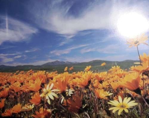 Gerhard Dreyer`s Wild Flowers - Text by Ernst van Jaarsveld