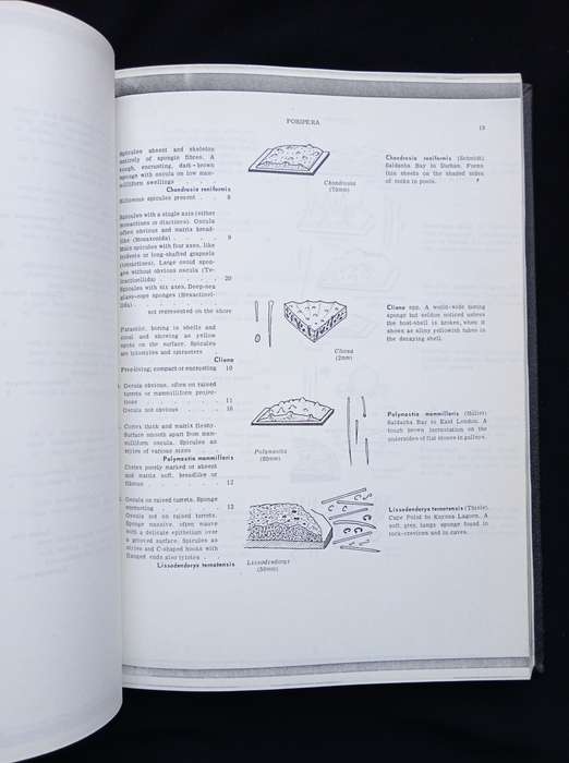 A Guide to Marine Life on South African Shores Vol 1 & 2 by J H Day
