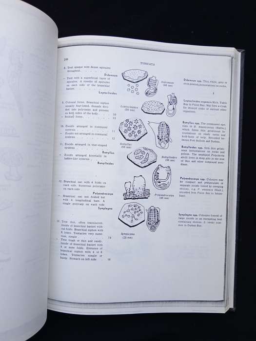 A Guide to Marine Life on South African Shores Vol 1 & 2 by J H Day