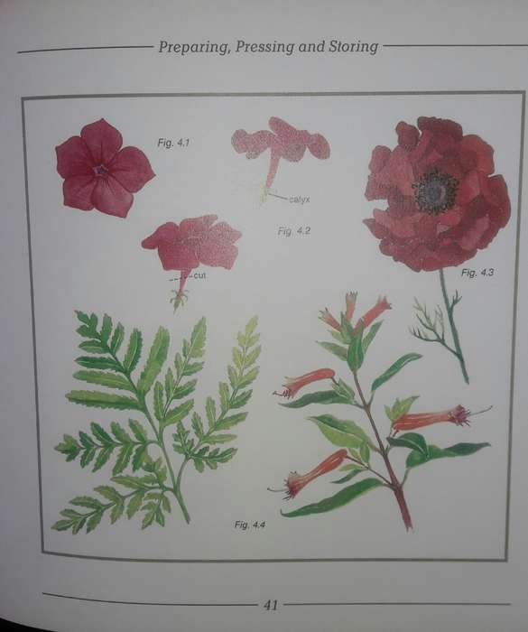 Pressed Flowers - A South African Guide - Cathy Bussi