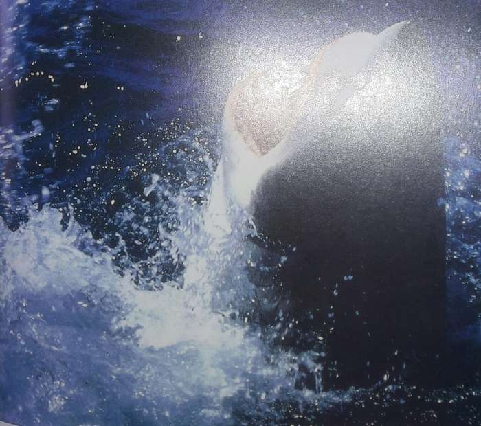 Shark Attack - Mac McDiarmid