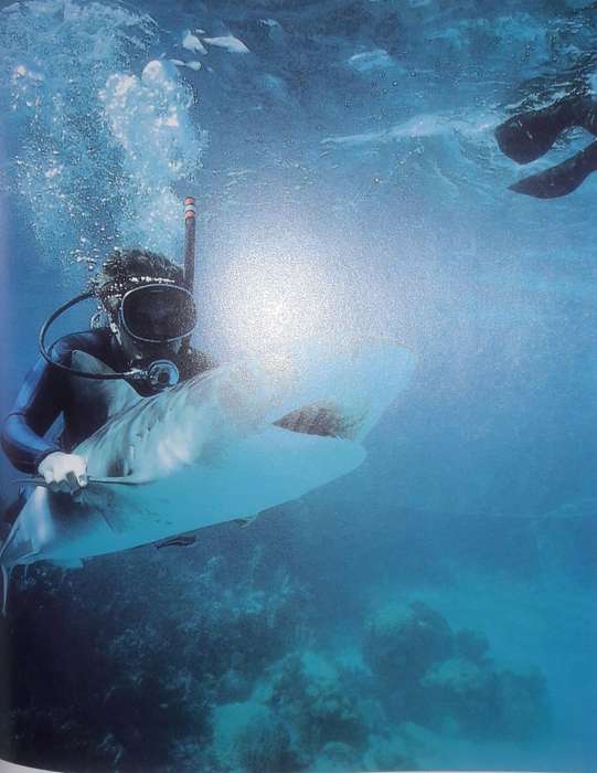 Shark Attack - Mac McDiarmid