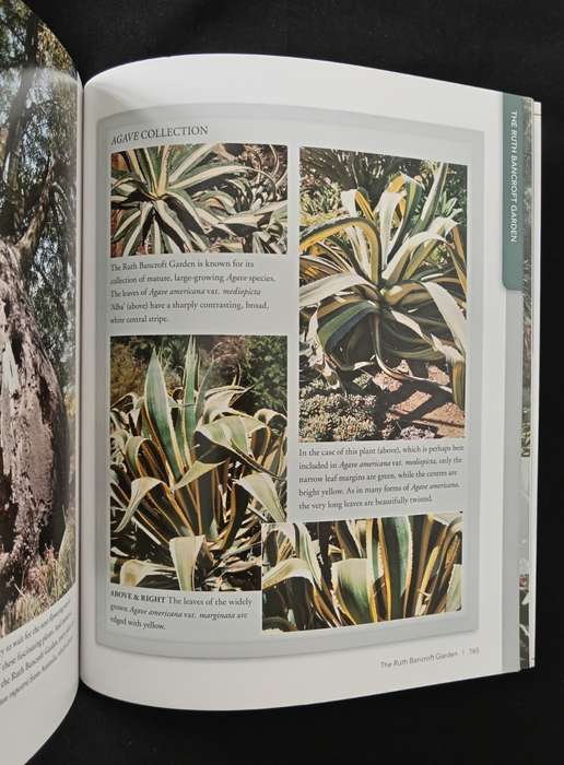 Succulent Paradise by Gideon F Smith & Estrela Figueiredo