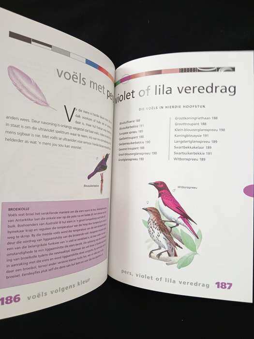 Newman se Voëls Volgens Kleur by Kenneth Newman