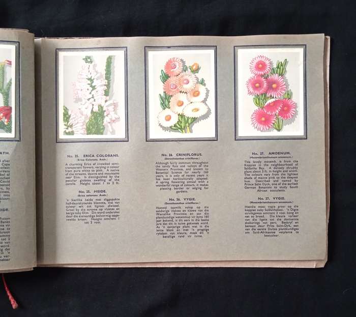 Springbok Cigarette Album for a series of 52 South African Flowers by The United Tobacco Cos.