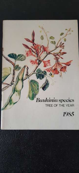 Bauhinia species - Tree of the year 1985 by C.J. Esterhuyse