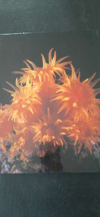 The Living Shores of South Africa by Margo & George Branch