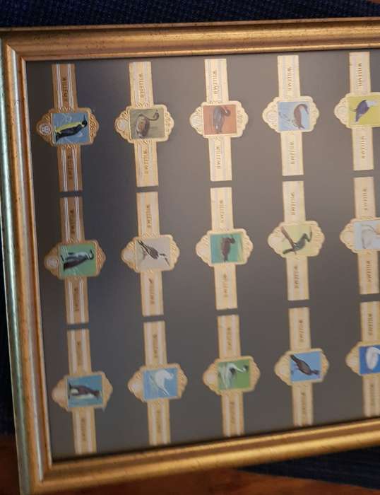 Cigar Band Collection: Long Frame with 36x different Bands Willem II Bird Series