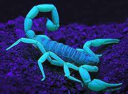UV Flashlight for Scorpion Detection
