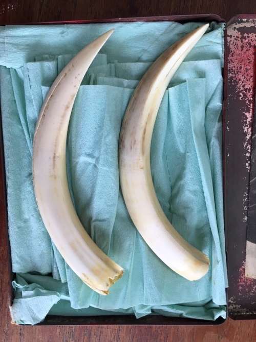 Warthog Tusks