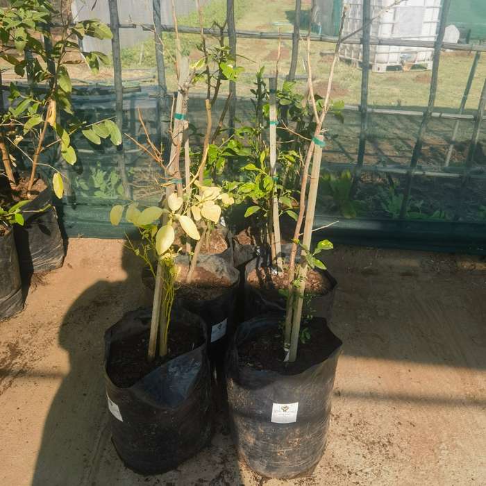 Star Ruby Grapefruit Tree