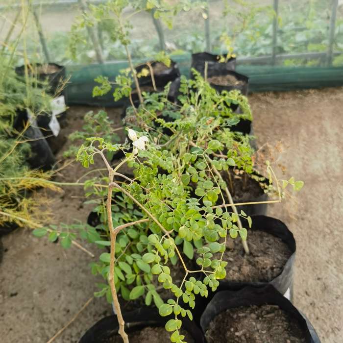Moringa Oleifera Tree Organic