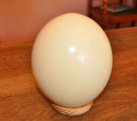 ostrich egg