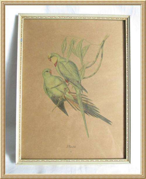 Glass Framed " Parakeet " Print by T.Gould from Blisful