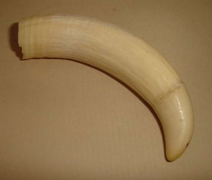 SPERM WHALE TOOTH from BLISFUL