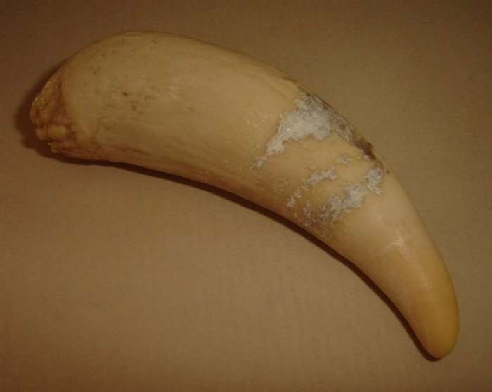 SPERM WHALE TOOTH from BLISFUL