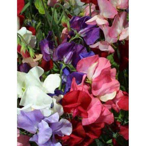 Sweet Pea Seeds Bijou Mix - 50 Sweet Pea Seeds