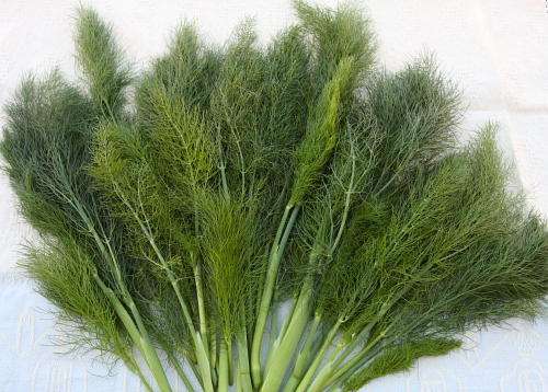 Fennel Seeds Sweet Florence - 200 Fennel Seeds