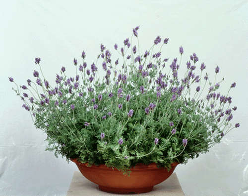 LAVENDER SEEDS SPANISH EYE - 25 LAVENDER SEEDS