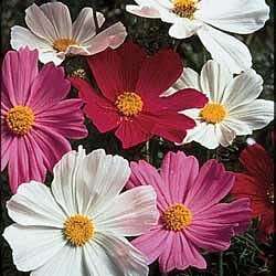 COSMOS SEEDS SENSATION DWARF - 200 COSMOS SEEDS