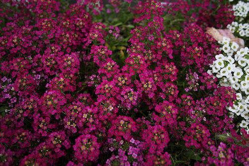 ALYSSUM SEEDS EASTER BONNET DEEP ROSE - 100 ALYSSUM SEEDS