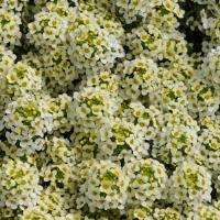ALYSSUM SEEDS EASTER BONNET LEMONADE - 100 YELLOW ALYSSUM FLOWER SEEDS