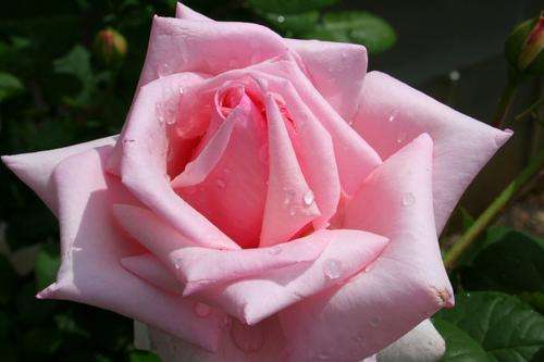 ROSE SEEDS PINK ROSE - 10 ROSE SEEDS