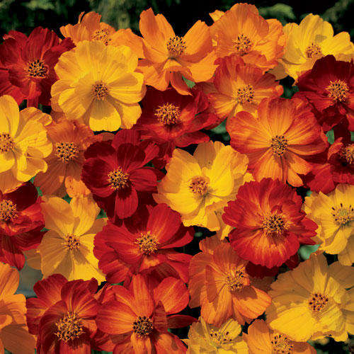 COSMOS SEEDS BRIGHT LIGHTS MIX - 100 COSMOS SEEDS