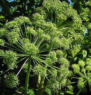 ANGELICA SEEDS ARCHANGELICA - 40 ANGELICA SEEDS